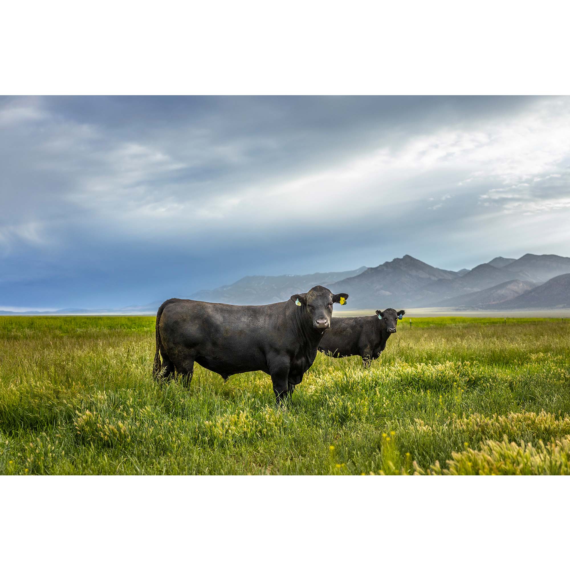 Nevada Cattle Ranch - 8, taddmyersprints.com