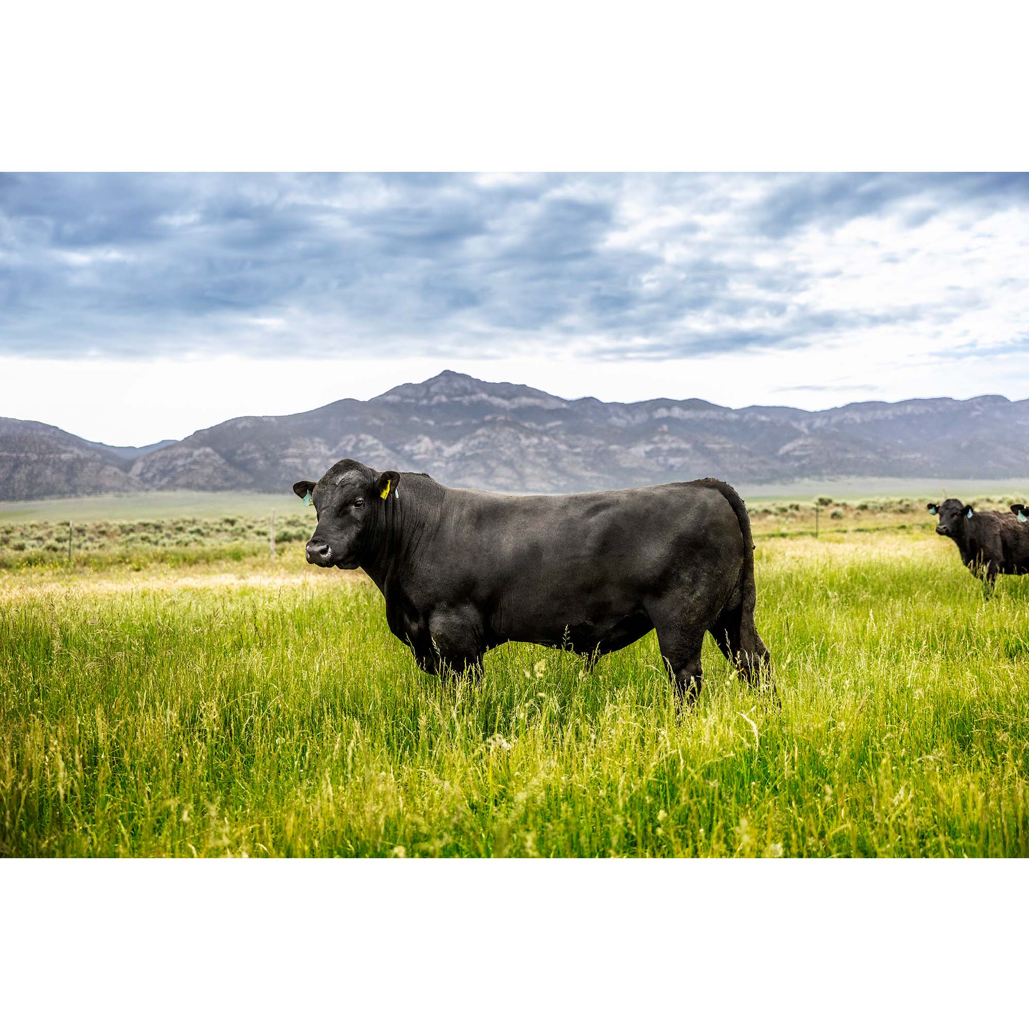 Tadd Myers photographs Nevada Cattle Ranch - 9, taddmyersprints.com