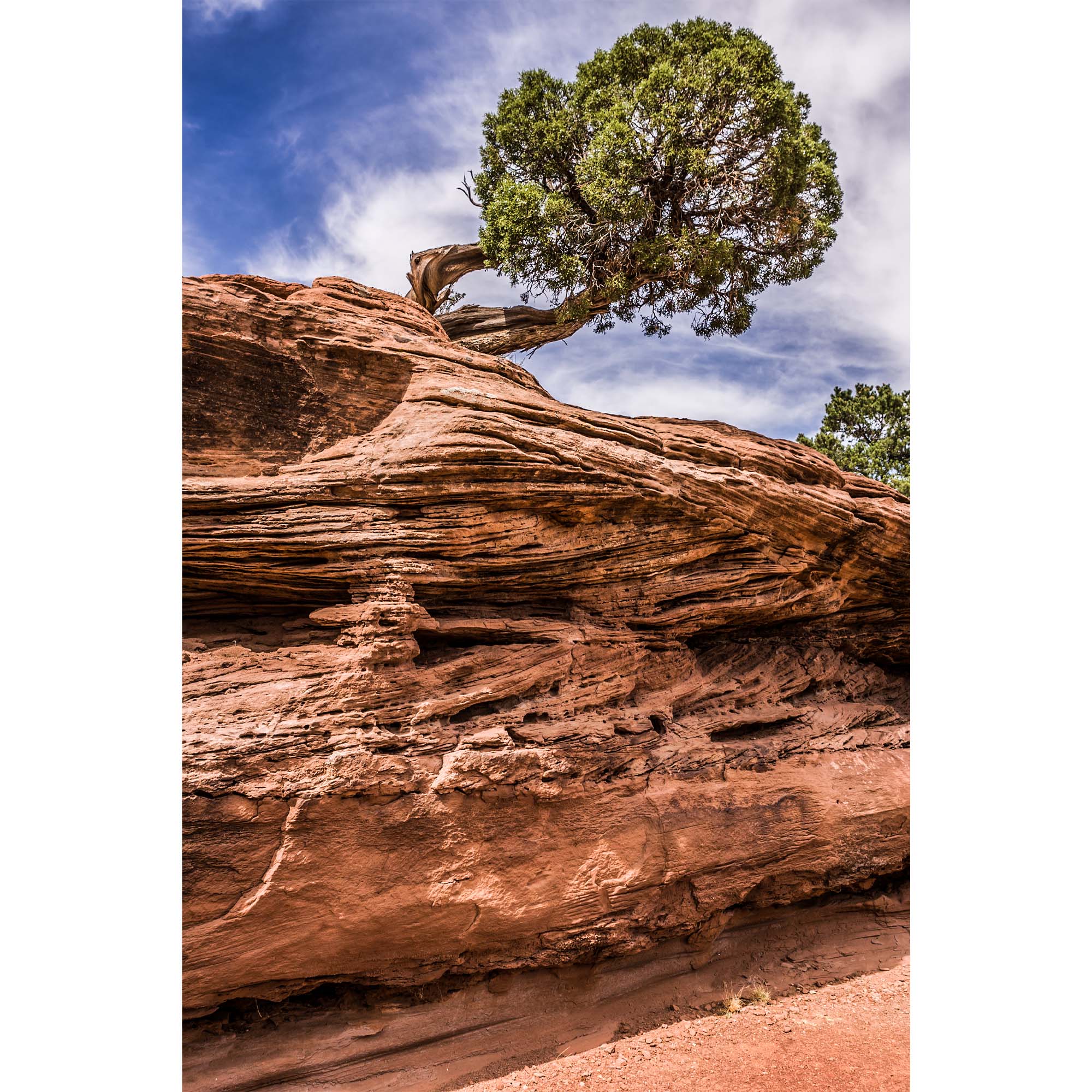 Desert Tree - Colorado Landscape print, Tadd Myers Photography