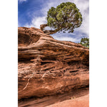 Natural Expanse - Tree @ Colorado National Monument, Grand Junction, CO