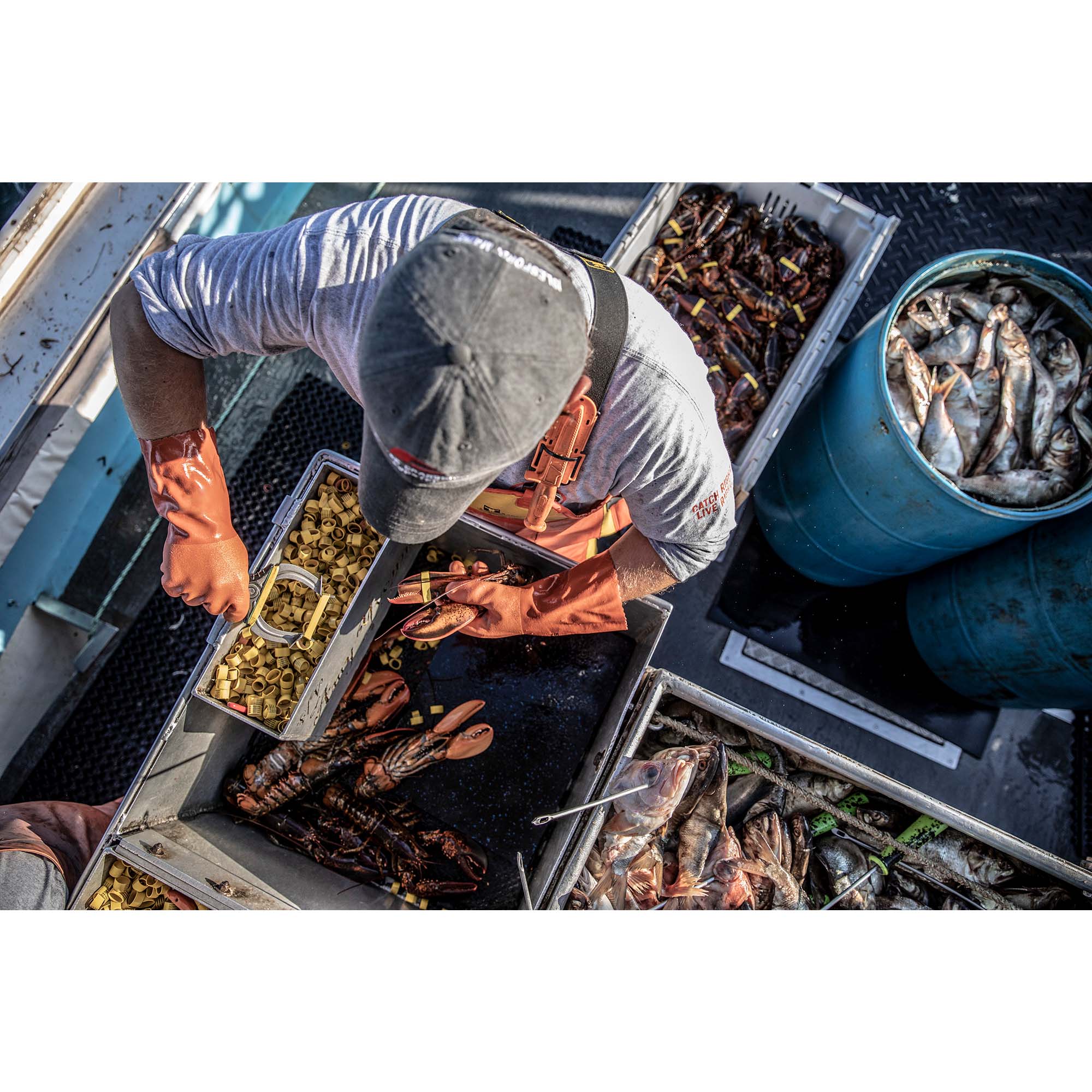 Lobsterman’s Hands, Maine - Little Cranberry Island, Maine, USA - 3, Taddmyersprints.com