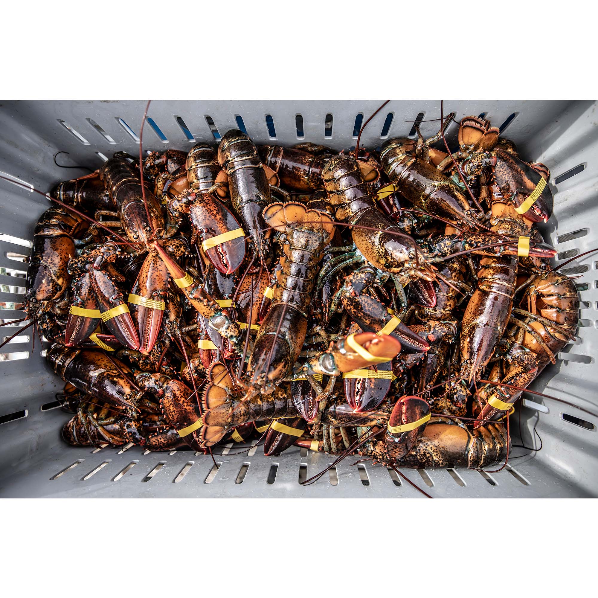 Fresh Catch – Maine Lobsters by Tadd Myers #4, taddmyersprints.com