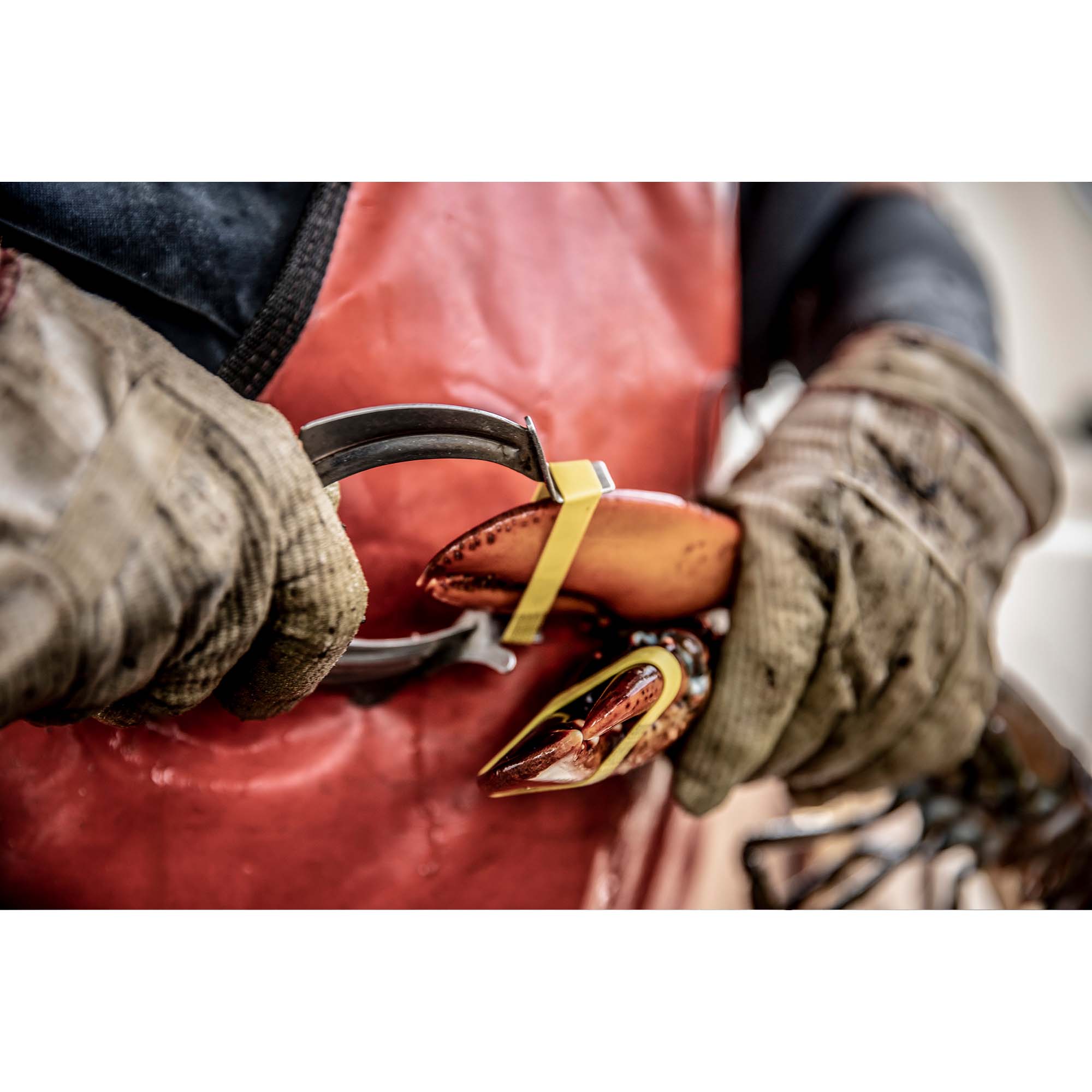 Hands of the Harbor, Maine Lobster, USA - 5, taddmyerprints.com