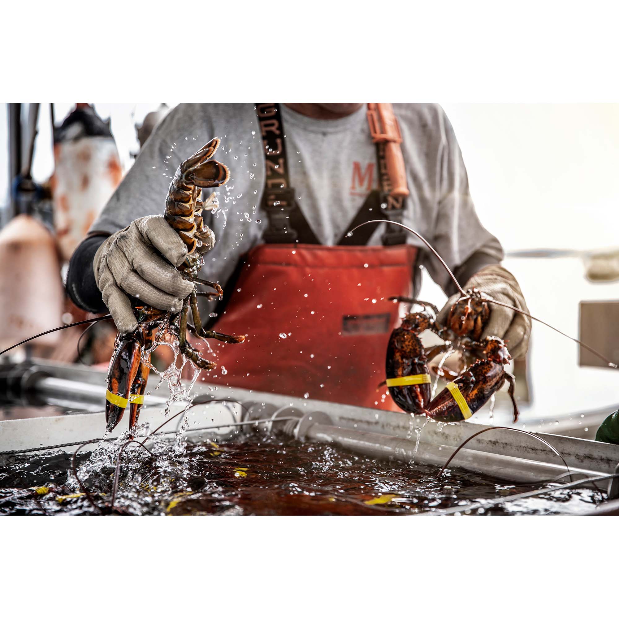 Maine Lobsterman at Work, Maine Lobster, USA - 6, taddmyersprints.com