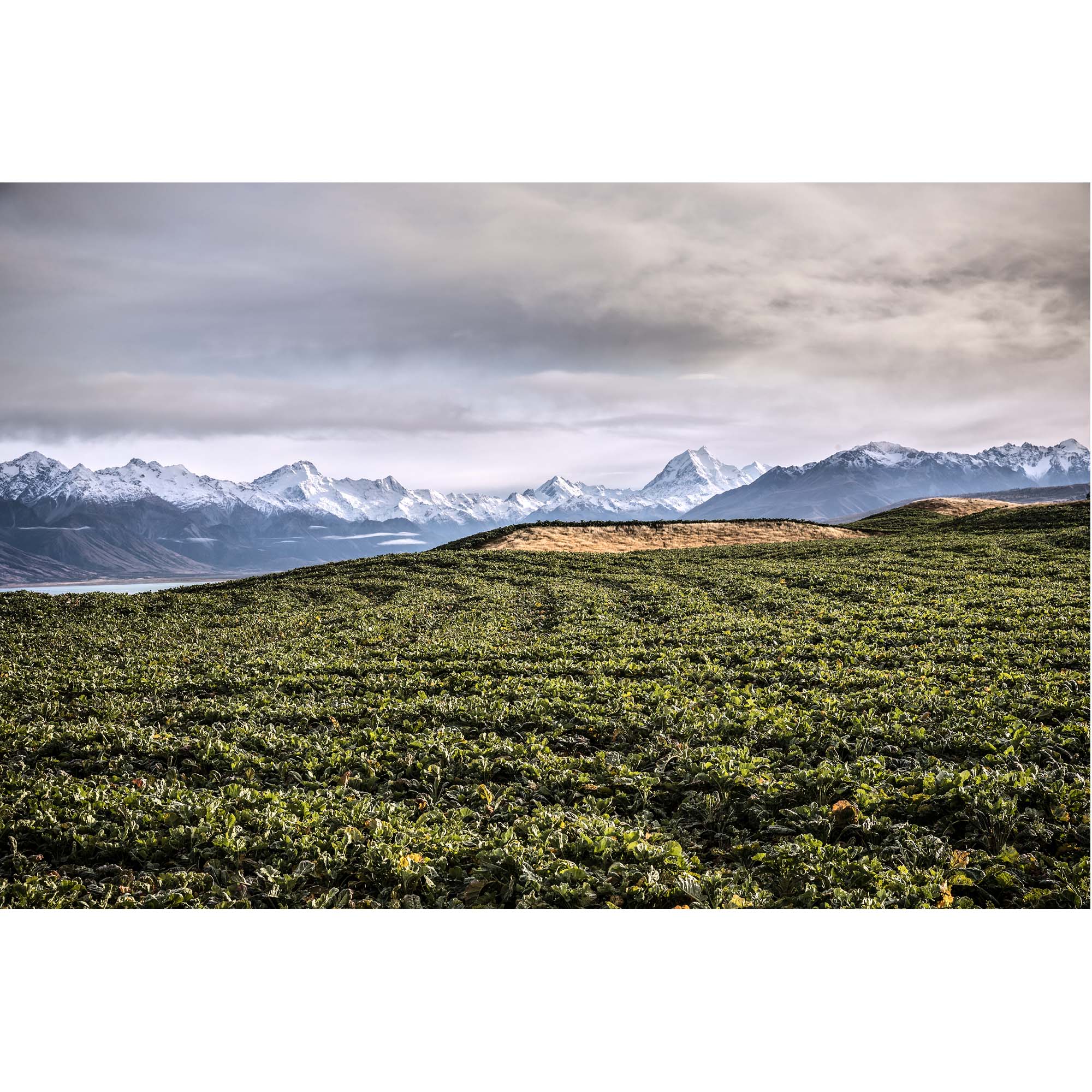 New Zealand Landscape, Tadd Myers Photography print