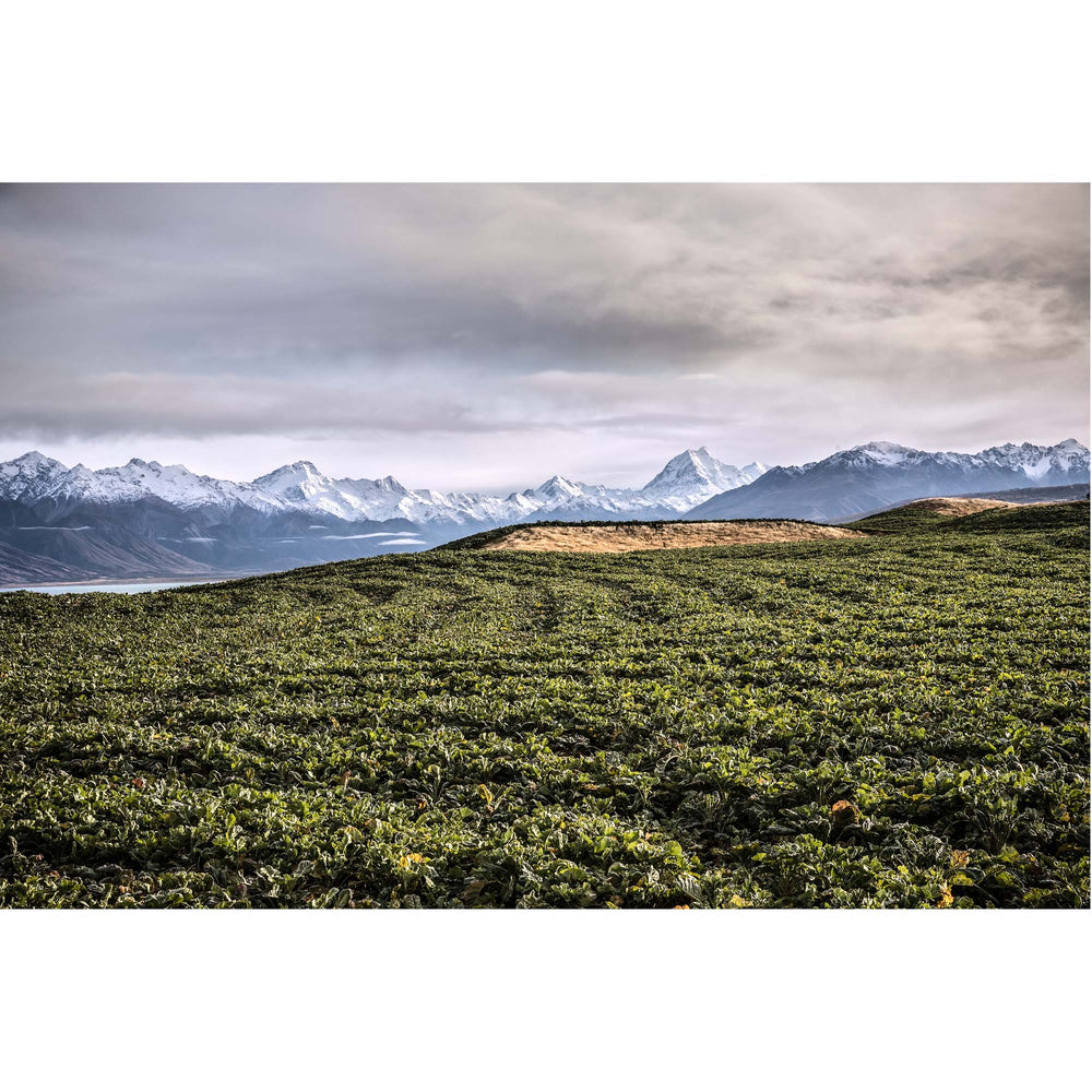 Natural Expanse - Farm, South Island New Zealand