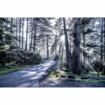 Natural Expanse - Ecola State Park, Oregon