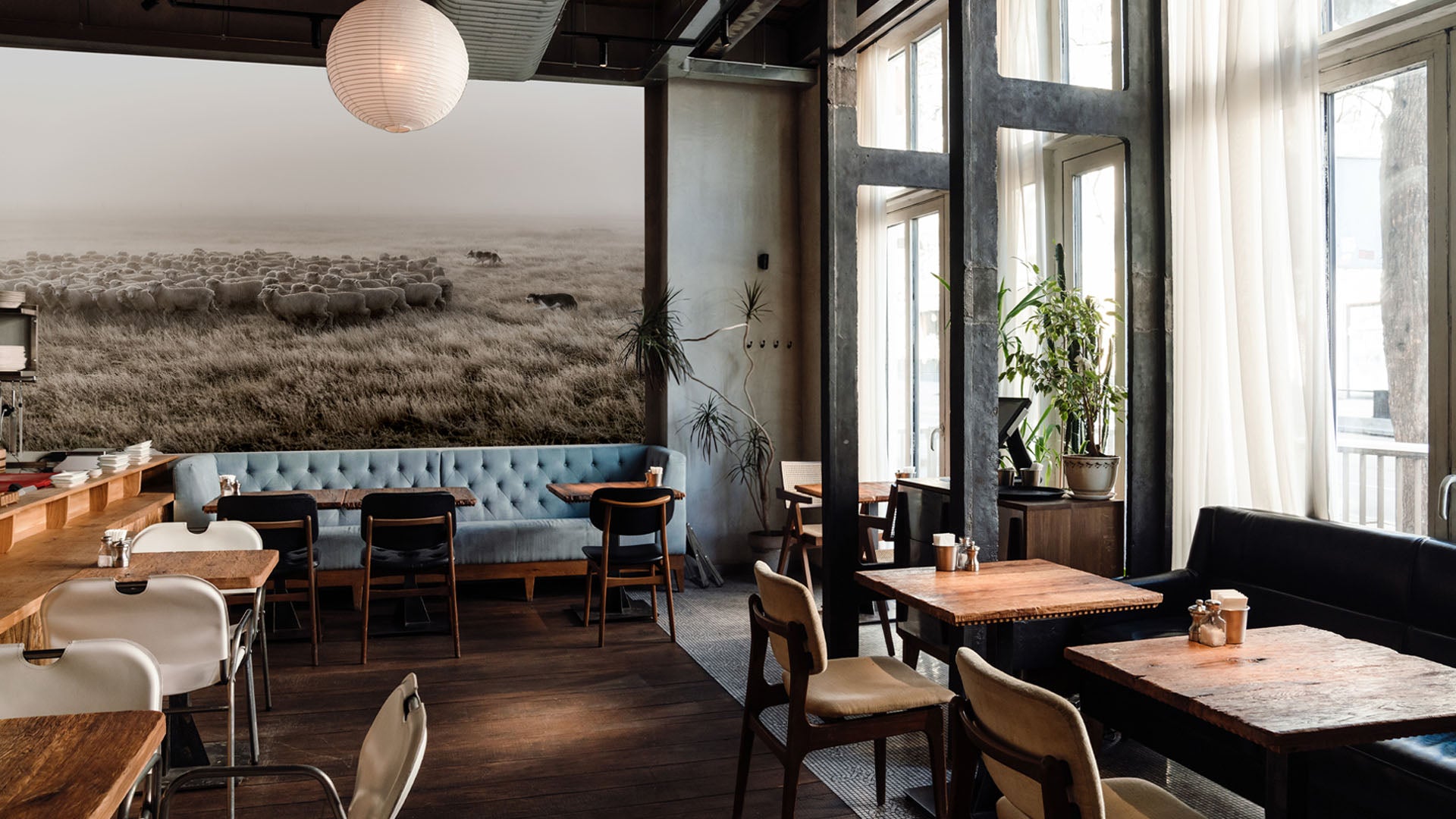 Sheep in New Zealand mural on a wall, Tadd Meyers