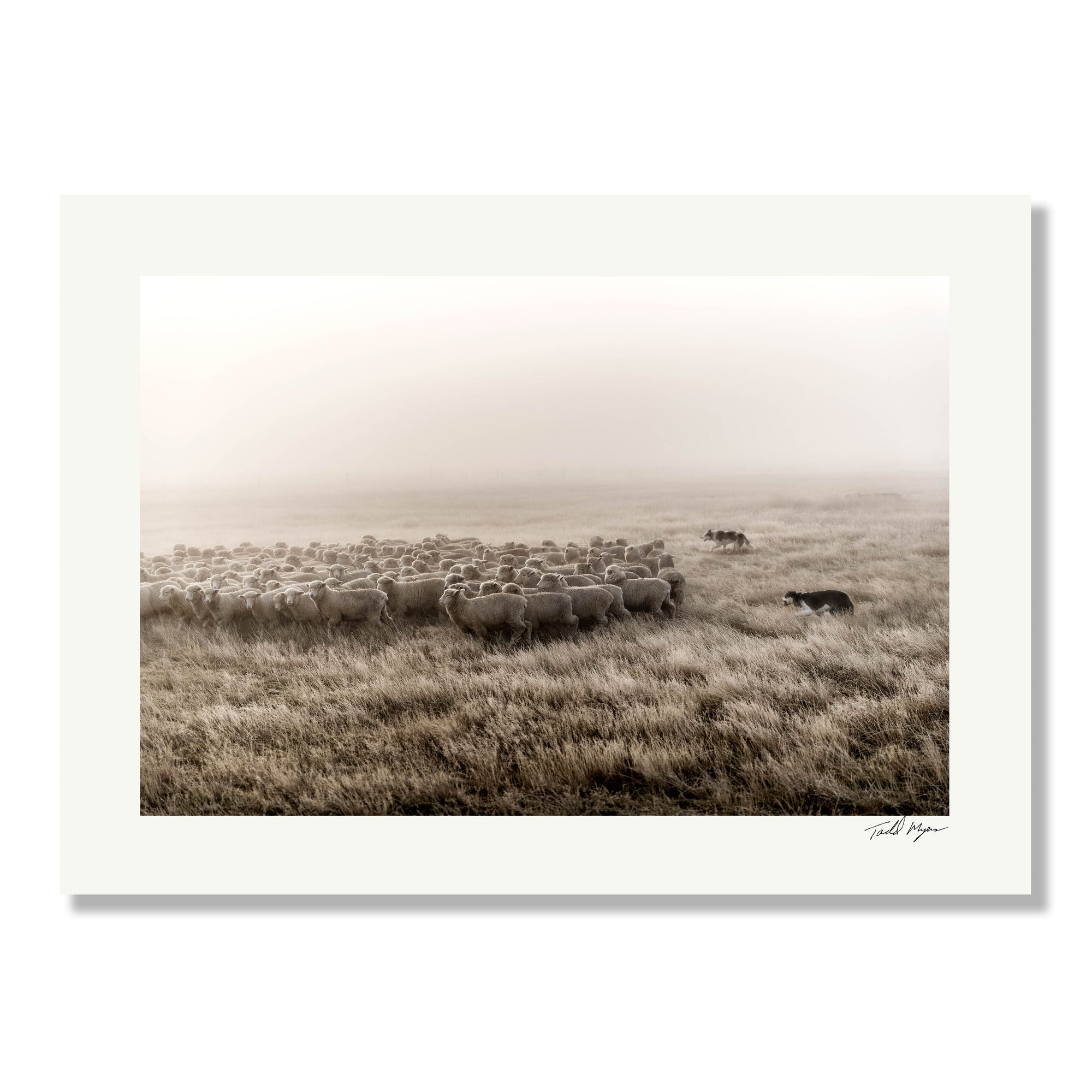 New Zealand Sheep Farm, Tadd Myers Photography