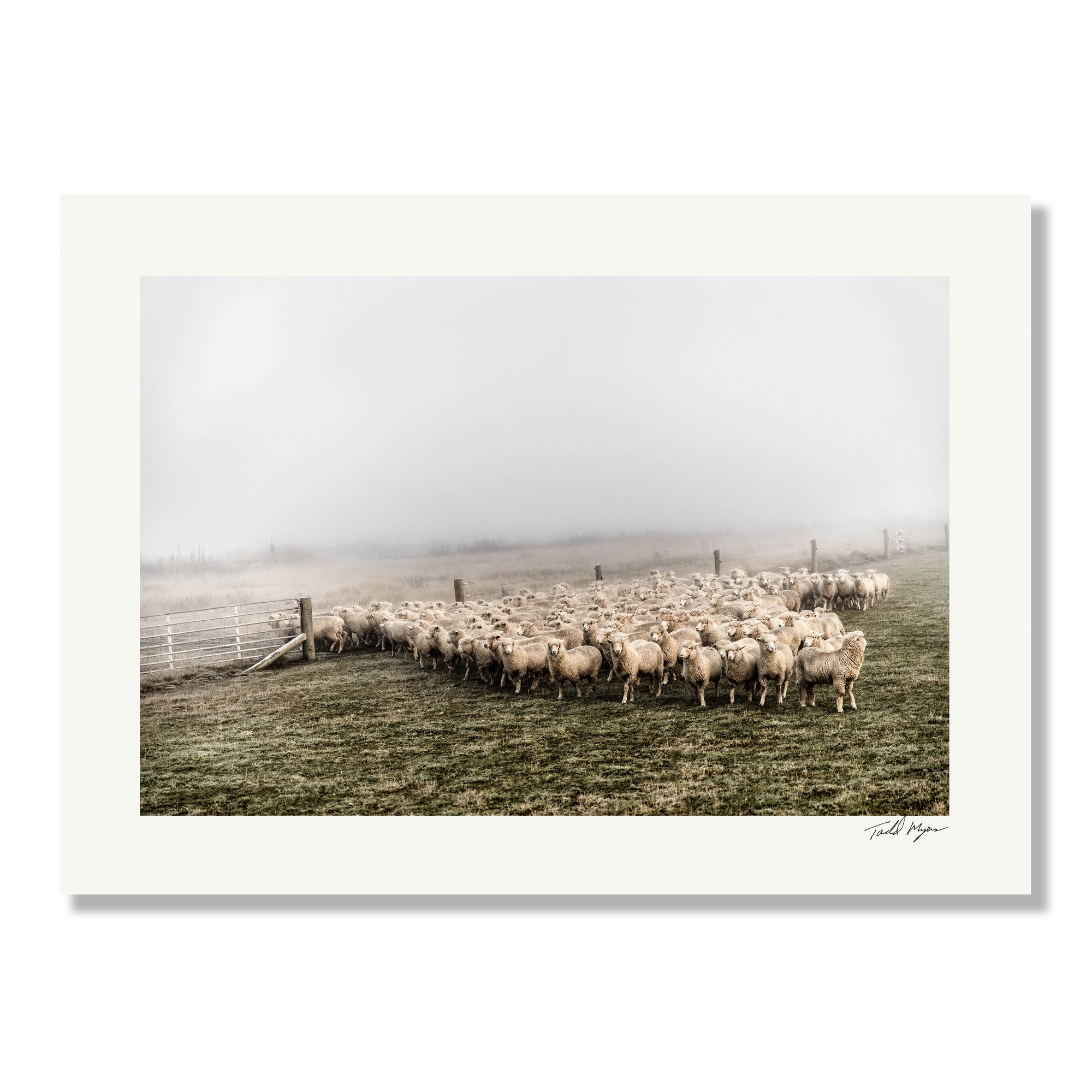 New Zealand Sheep Farm, Tadd Myers Photography