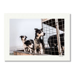 Dogs on Farm, Tadd Myers Photography