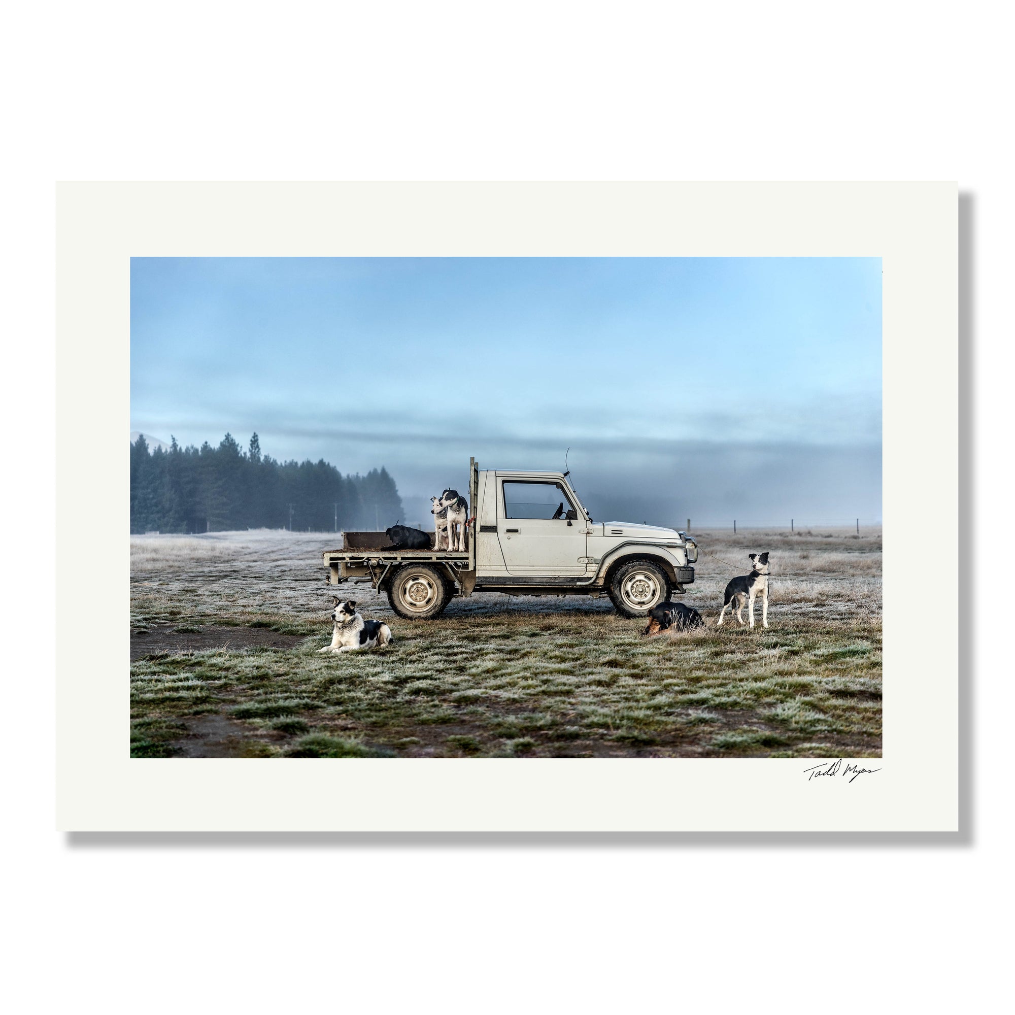 New Zealand Sheep Farm, Tadd Myers Photography