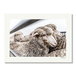 New Zealand Sheep Farms - 5