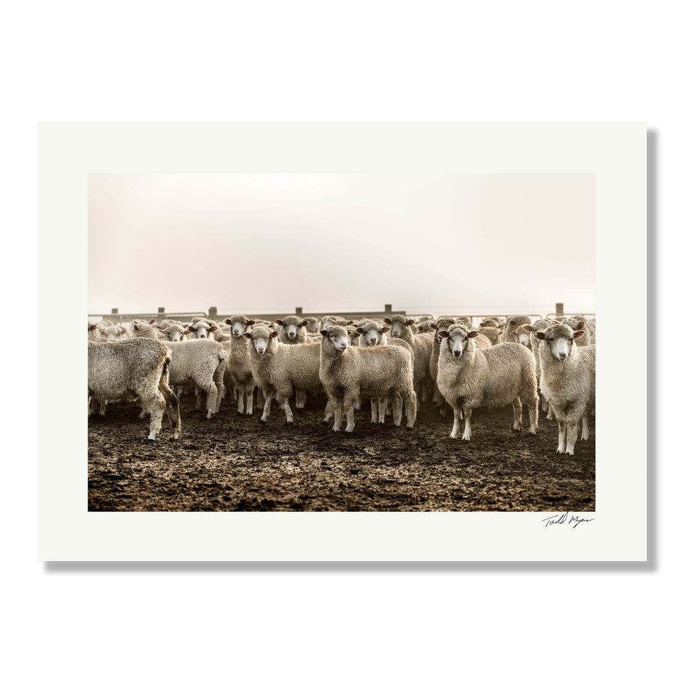 New Zealand Sheep Farm, Tadd Myers Photography