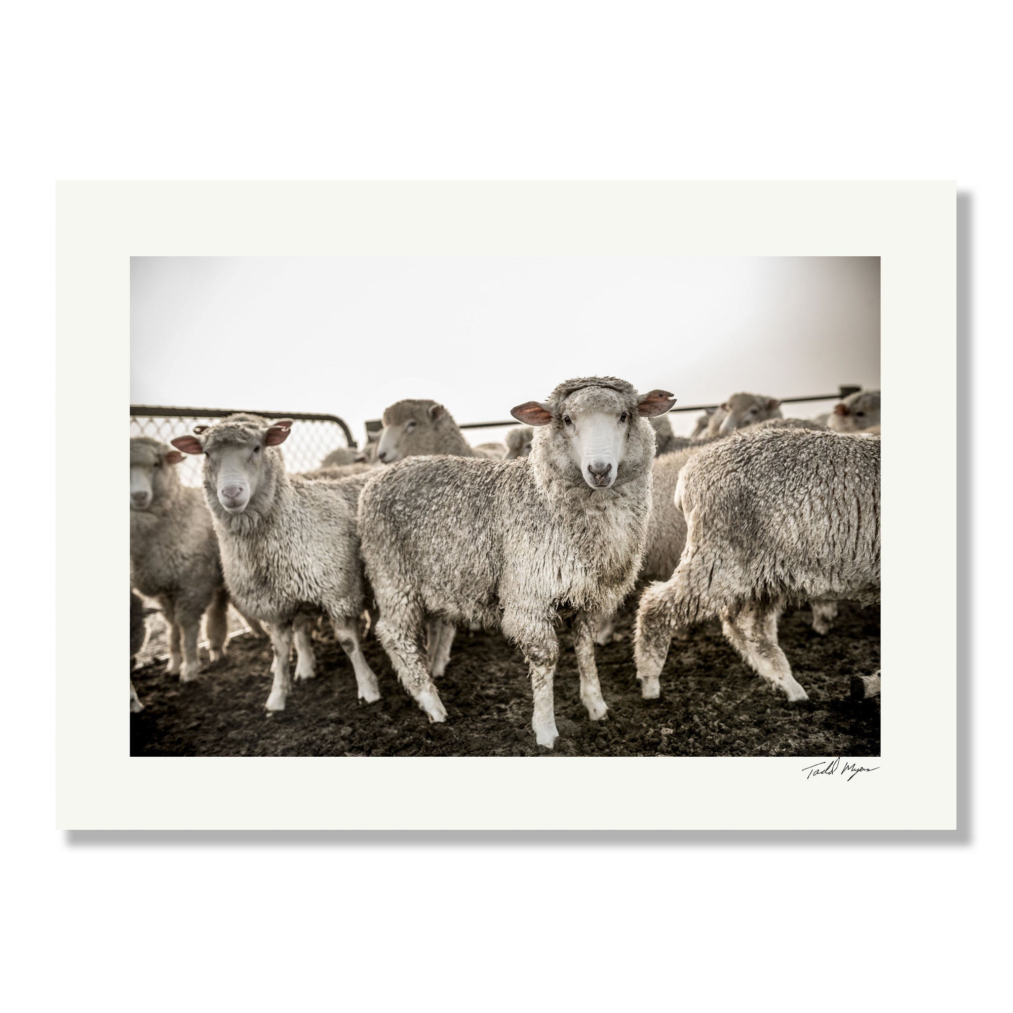 New Zealand Sheep Farm, Tadd Myers Photography
