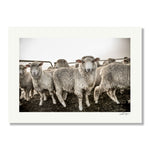 New Zealand Sheep Farms - 7