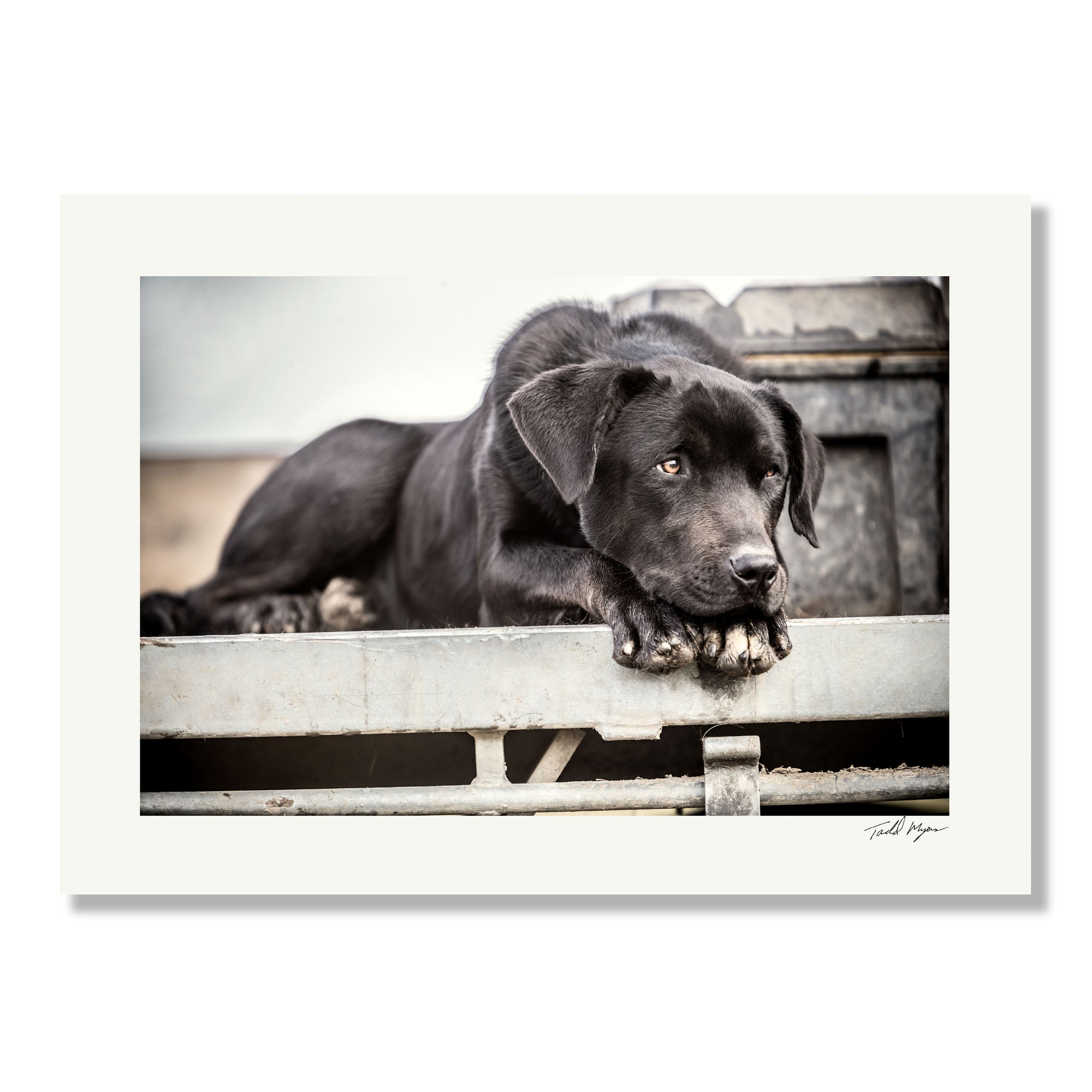 Dog on Farm, Tadd Myers Photography