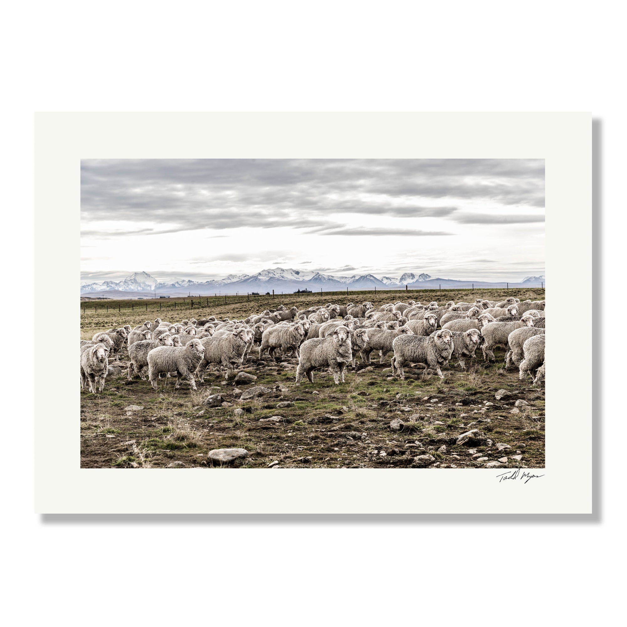 New Zealand Sheep Farm, Tadd Myers Photography