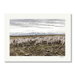 New Zealand Sheep Farms - 9