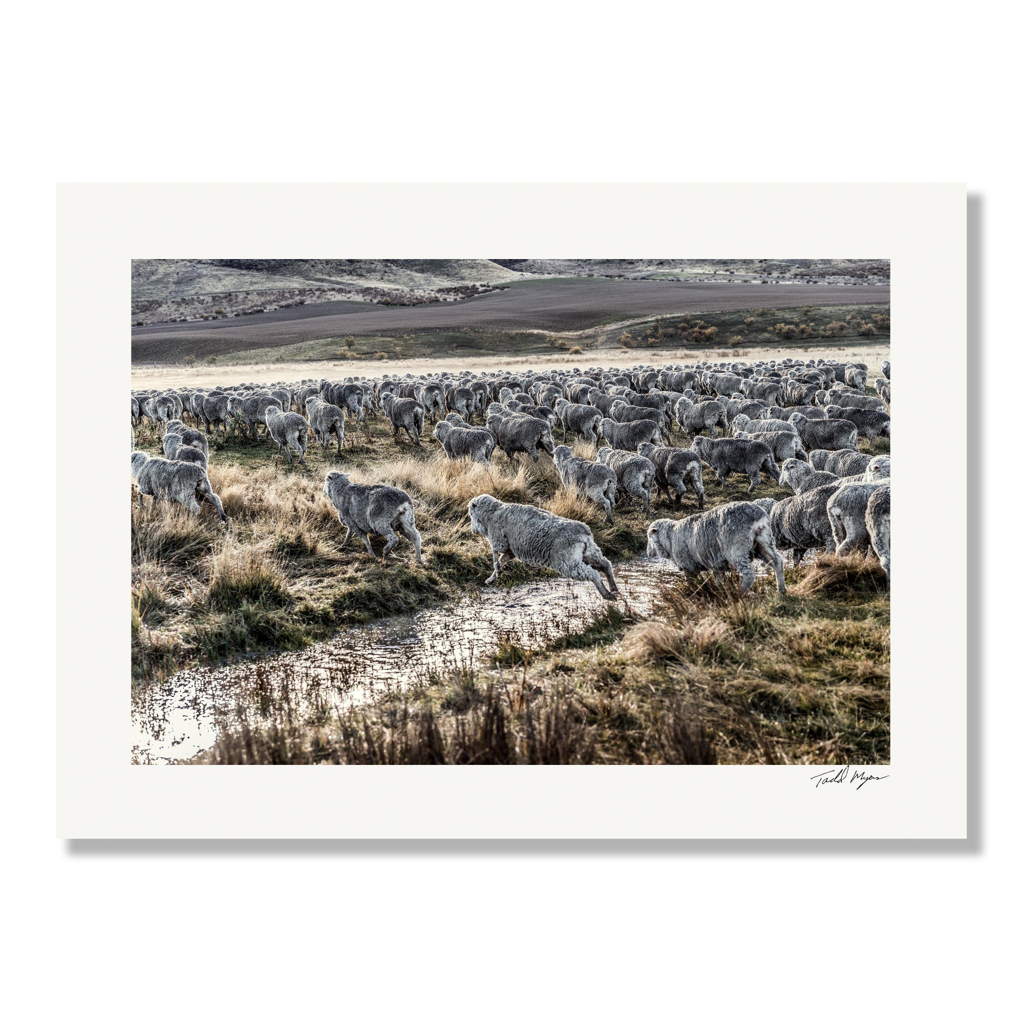 New Zealand Sheep Farm, Tadd Myers Photography