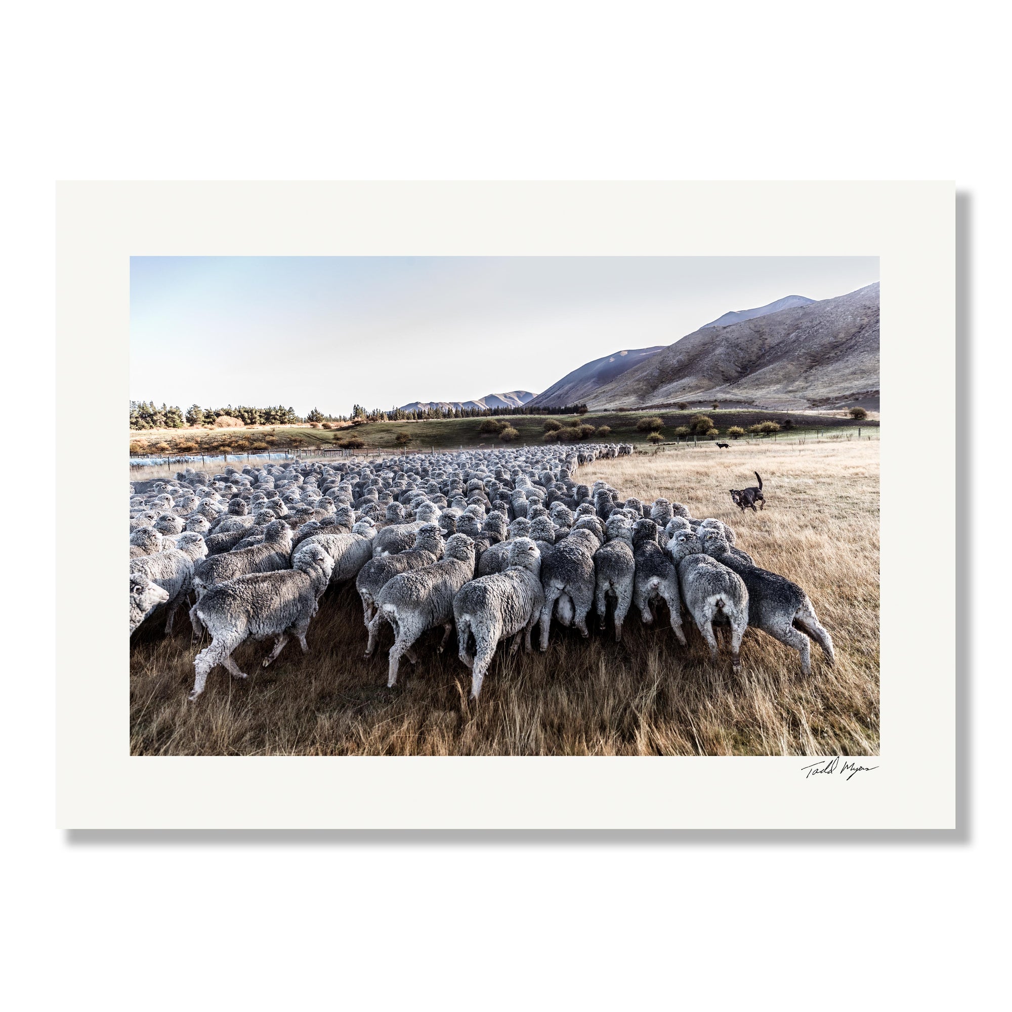New Zealand Sheep Farm, Tadd Myers Photography