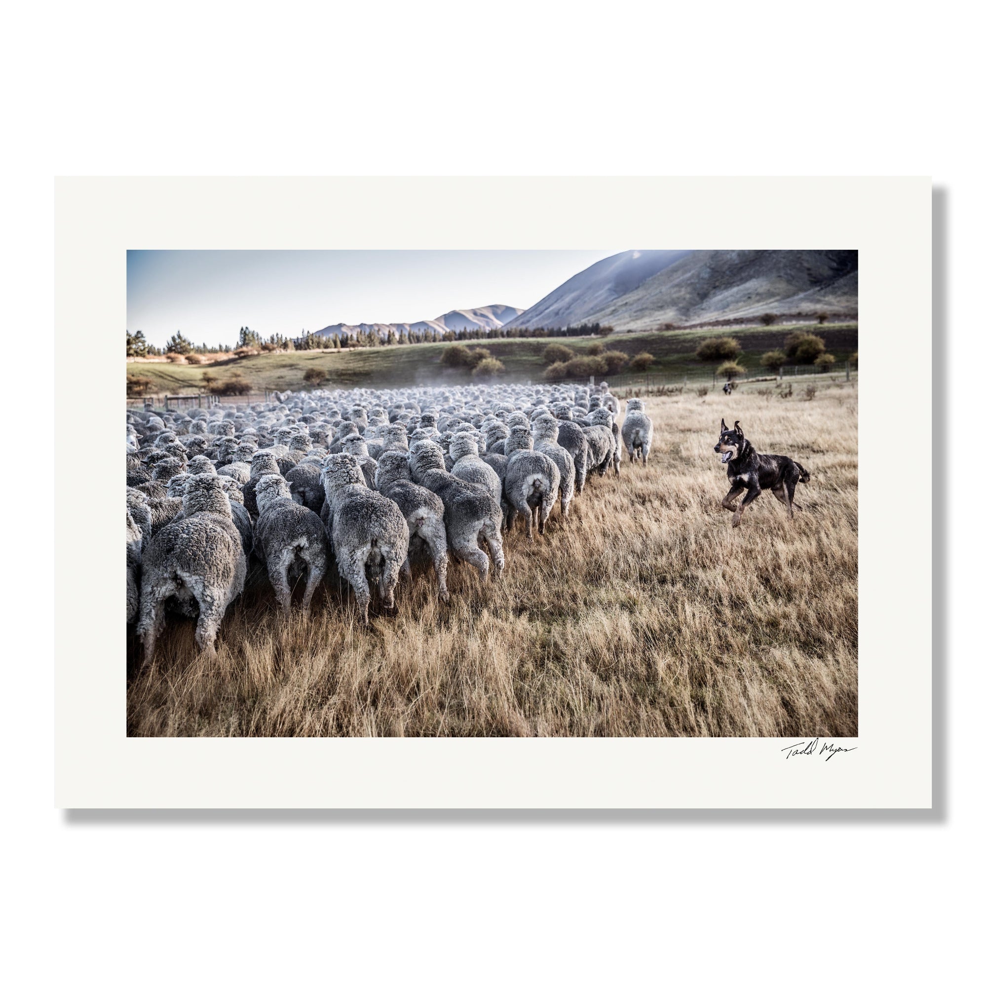 New Zealand Sheep Farm, Tadd Myers Photography