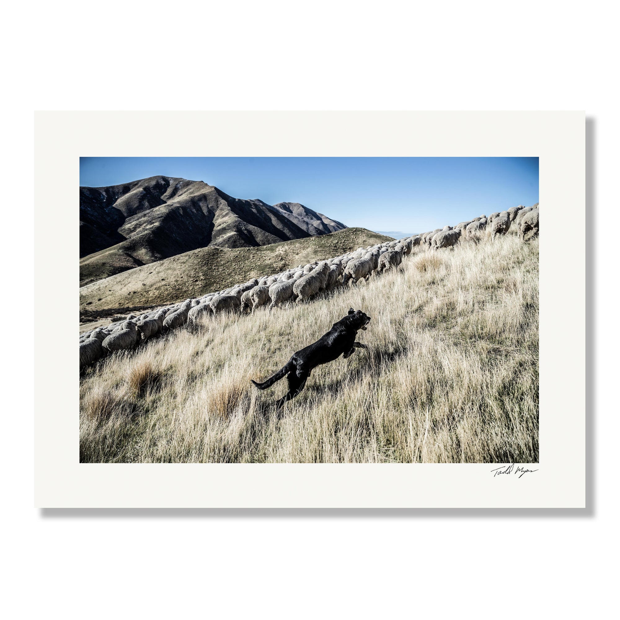 New Zealand Sheep Farm, Tadd Myers Photography