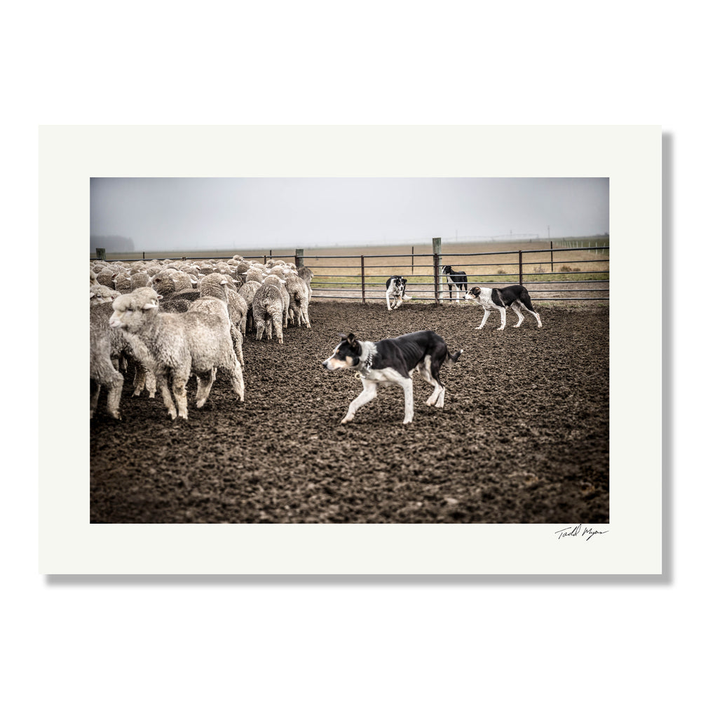 New Zealand Sheep Farm, Tadd Myers Photography