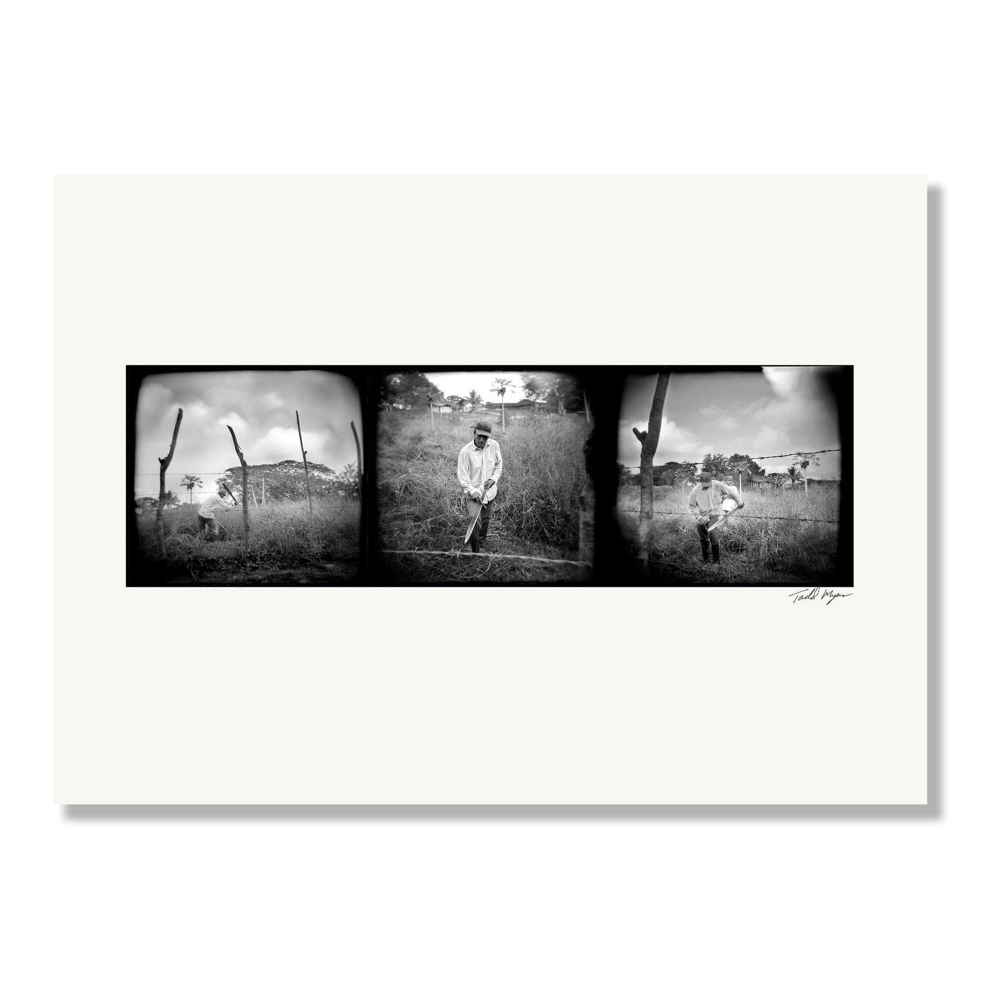 Pineapple Harvest, Rancho El Paraiso, Honduras print, by Tadd Myers