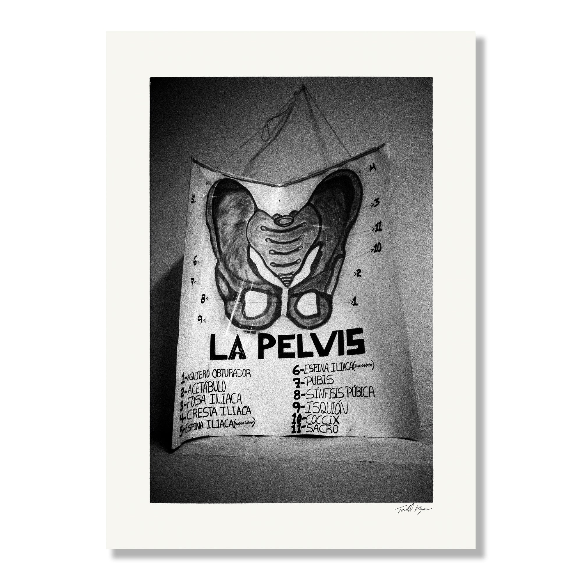 Drawing of the Pelvis at Honduras print, photograph by Tadd Myers