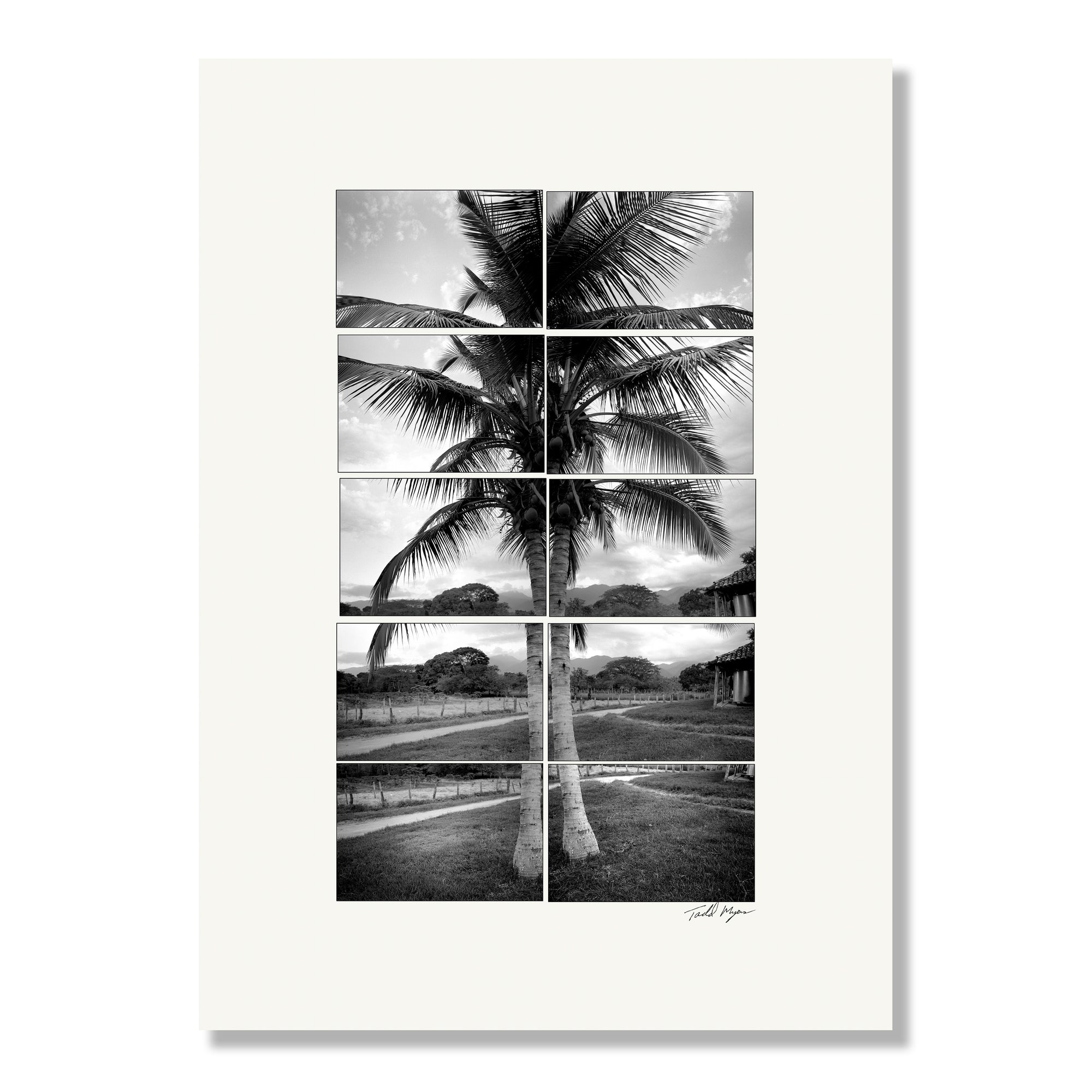 Coconut Tree, Rancho El Paraiso, Honduras print, photo by Tadd Myers