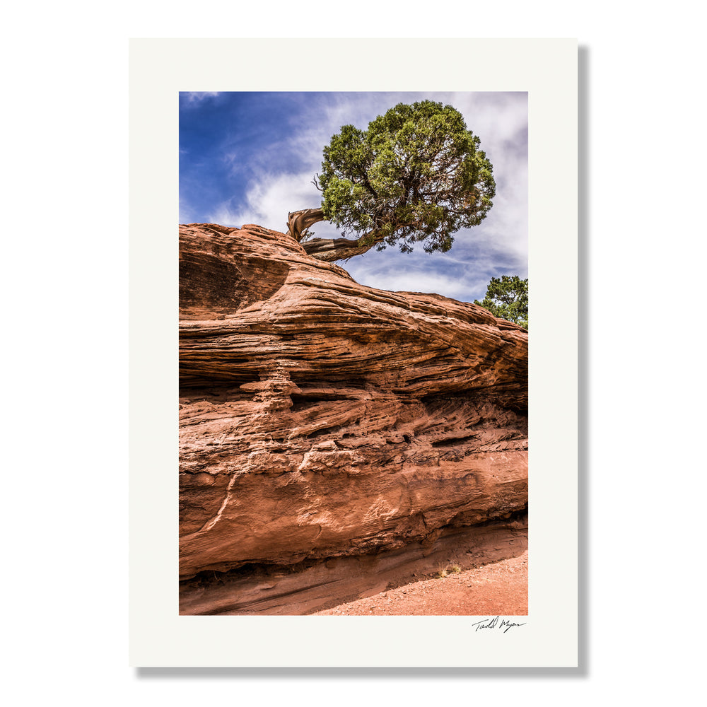 Desert Tree - Colorado Landscape, Tadd Myers Photography
